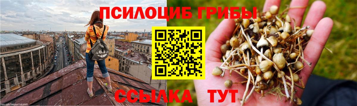 Псилоцибиновые грибы Psilocybine cubensis Урус-Мартан